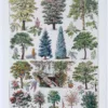 jardin-arbres-ornement-II-a10 Jardins du monde, botanique et architecture, planche 1930