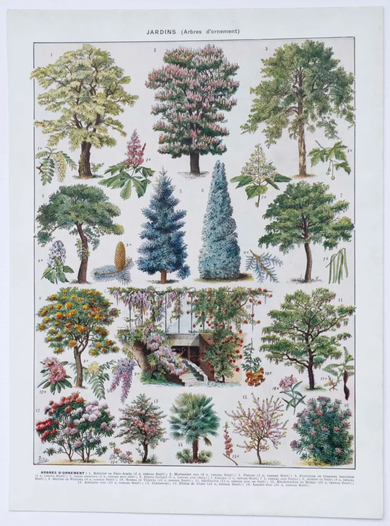 jardin-arbres-ornement-II-a10 Jardins du monde, botanique et architecture, planche 1930