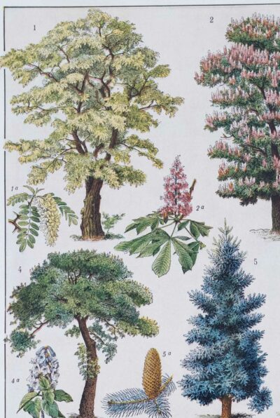 Jardins du monde, botanique et architecture, planche 1930