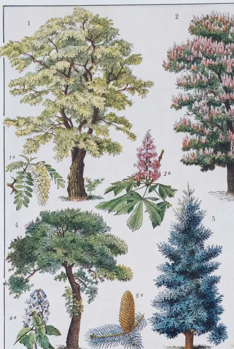 jardin-arbres-ornement-II-a11 Jardins du monde, botanique et architecture, planche 1930 – planche ancienne entière