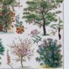 Jardins du monde, botanique et architecture, planche 1930
