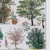 jardin-arbres-ornement-II-a12 Jardins du monde, botanique et architecture, planche 1930 – planche encadrée en décoration murale