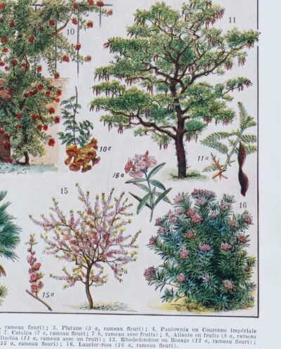 Jardins du monde, botanique et architecture, planche 1930