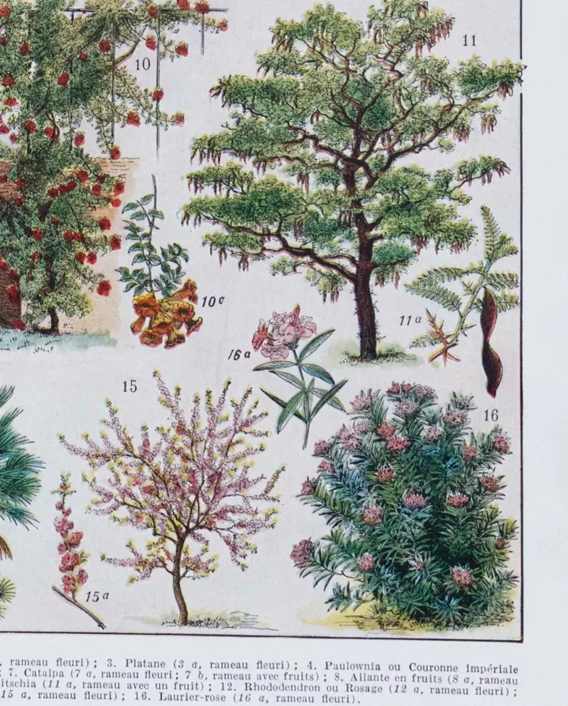 jardin-arbres-ornement-II-a12 Jardins du monde, botanique et architecture, planche 1930 – planche encadrée en décoration murale