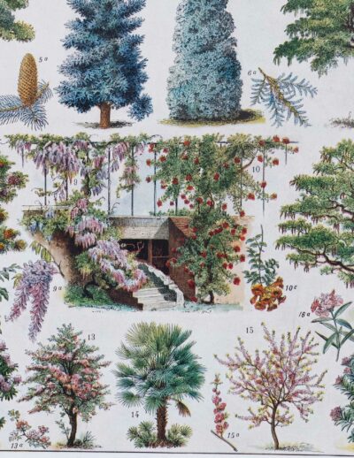 Jardins du monde, botanique et architecture, planche 1930