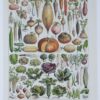 Légumes, planche botanique originale 1930