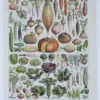legumes1-a10 Légumes, planche botanique originale 1930 – planche ancienne entière
