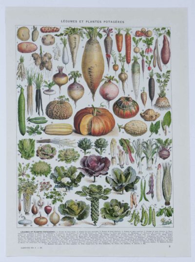 Légumes, planche botanique originale 1930