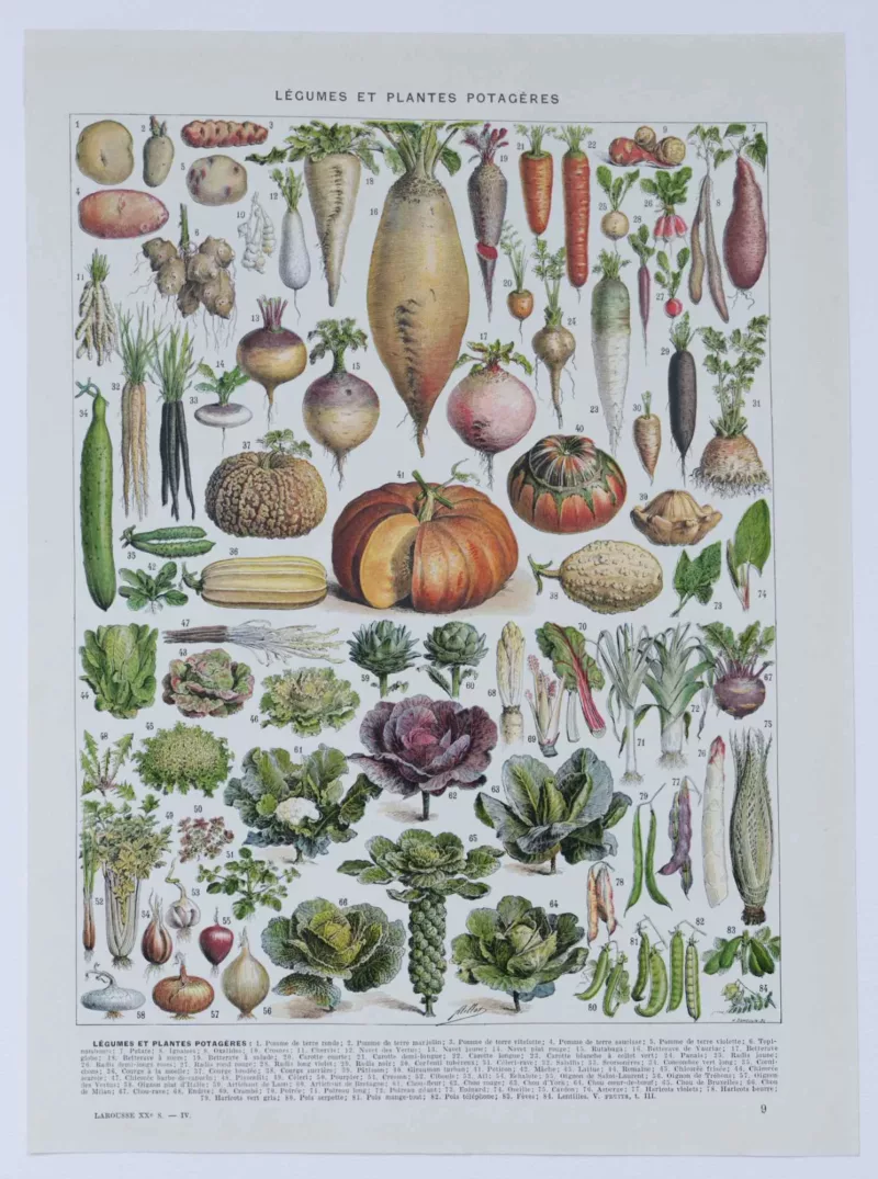 legumes1-a10 Légumes, planche botanique originale 1930 – planche ancienne entière