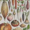 Légumes, planche botanique originale 1930