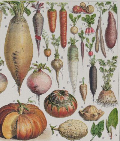 Légumes, planche botanique originale 1930