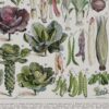 Légumes, planche botanique originale 1930