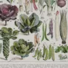 legumes1-a13 Légumes, planche botanique originale 1930 – détail de la planche ancienne