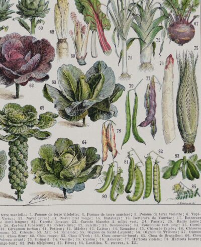 Légumes, planche botanique originale 1930