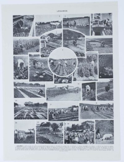 Légumes, planche botanique originale 1930