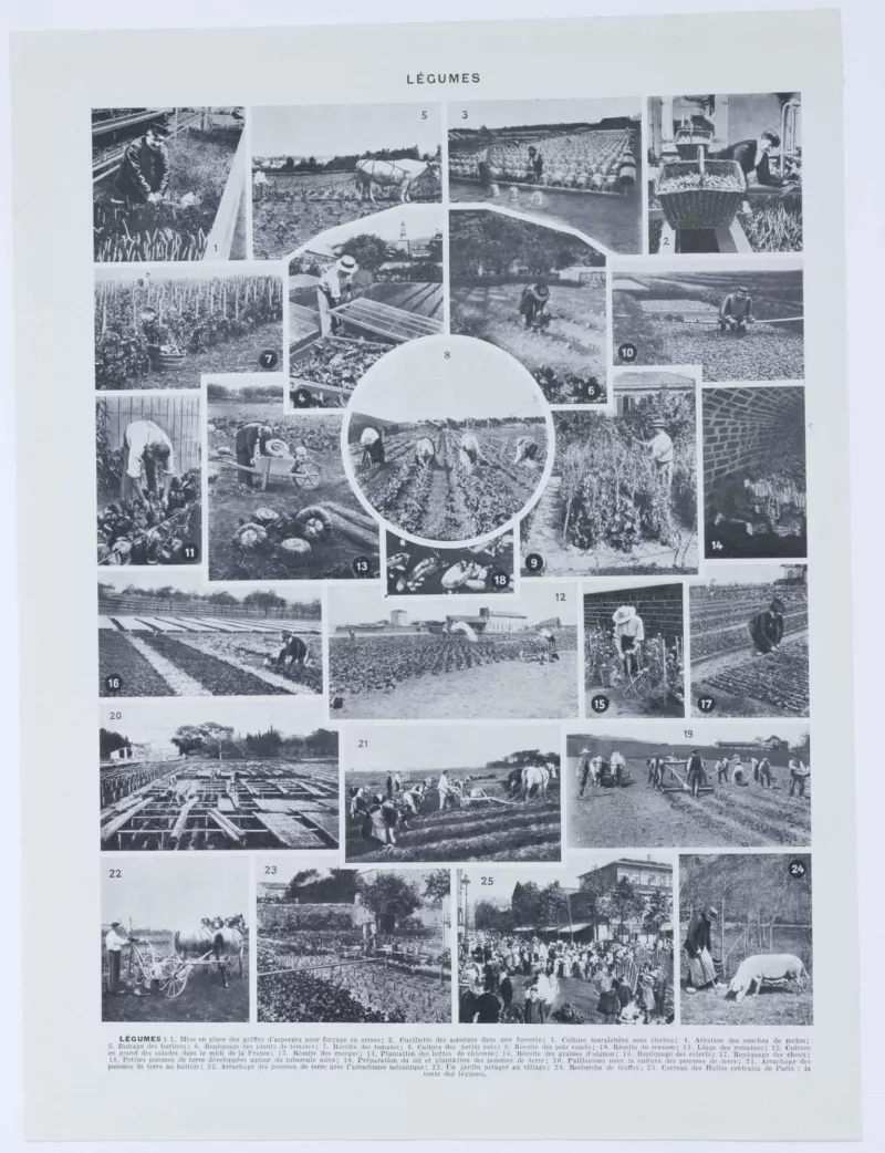 legumes1-a20 Légumes, planche botanique originale 1930 – verso du document ancien