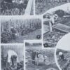 Légumes, planche botanique originale 1930