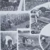 legumes1-a21 Légumes, planche botanique originale 1930 – verso du document ancien