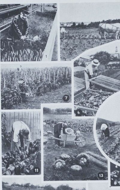 Légumes, planche botanique originale 1930