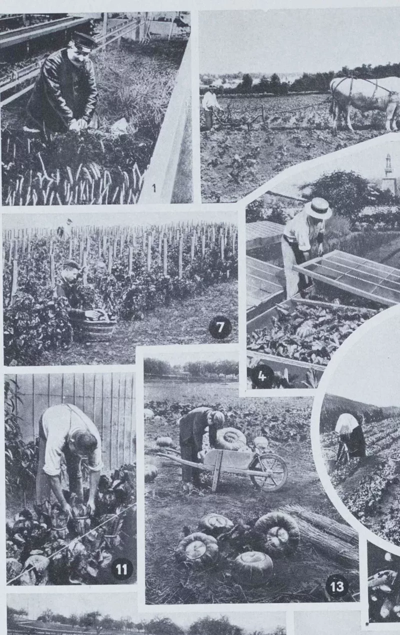 legumes1-a21 Légumes, planche botanique originale 1930 – verso du document ancien