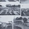 Légumes, planche botanique originale 1930