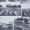legumes1-a22 Légumes, planche botanique originale 1930 – verso encadré en décoration murale