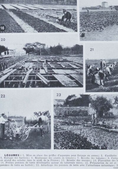 Légumes, planche botanique originale 1930