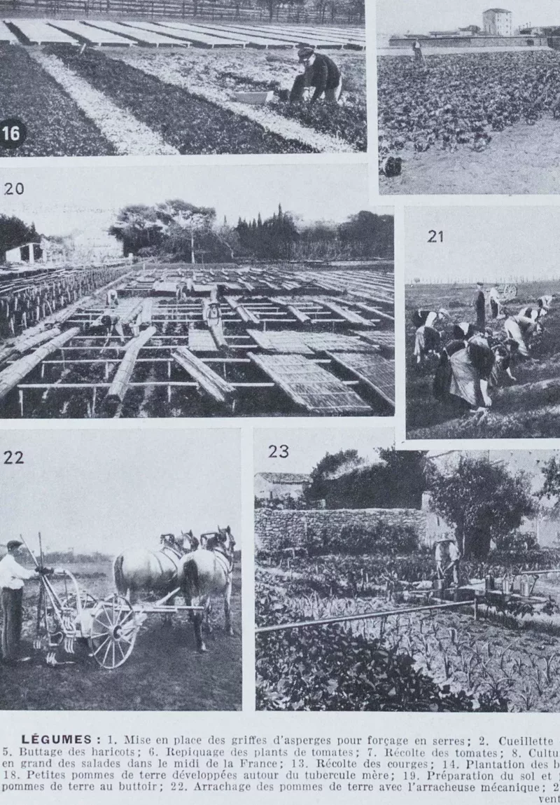 legumes1-a22 Légumes, planche botanique originale 1930 – verso encadré en décoration murale