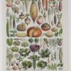 Légumes, planche botanique originale 1930