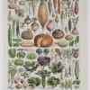 legumes1-b10-1 Légumes, planche botanique originale 1930