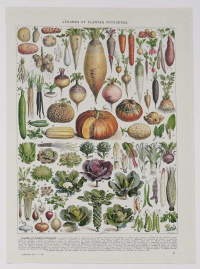 Légumes, planche botanique originale 1930