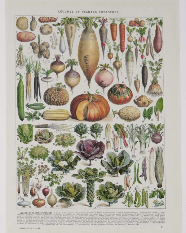Légumes, planche botanique originale 1930