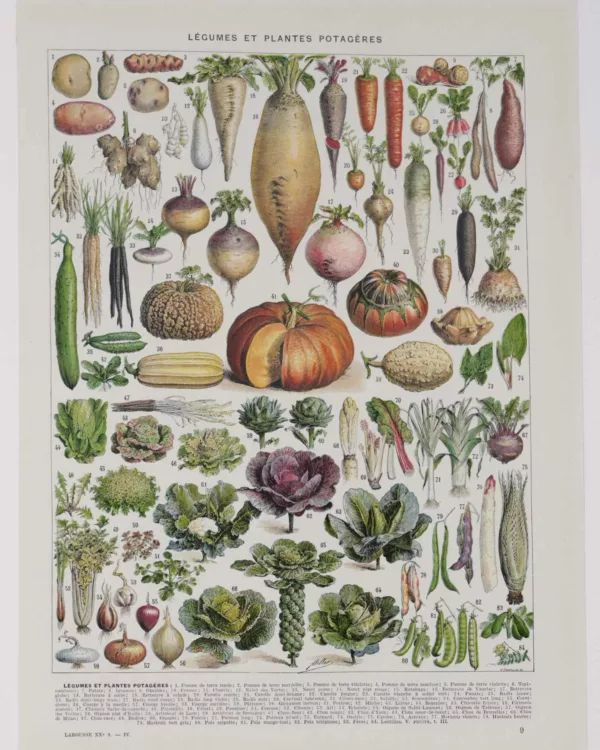 legumes1-b10-1 Légumes, planche botanique originale 1930