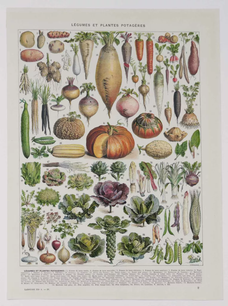 Légumes, planche botanique originale 1930