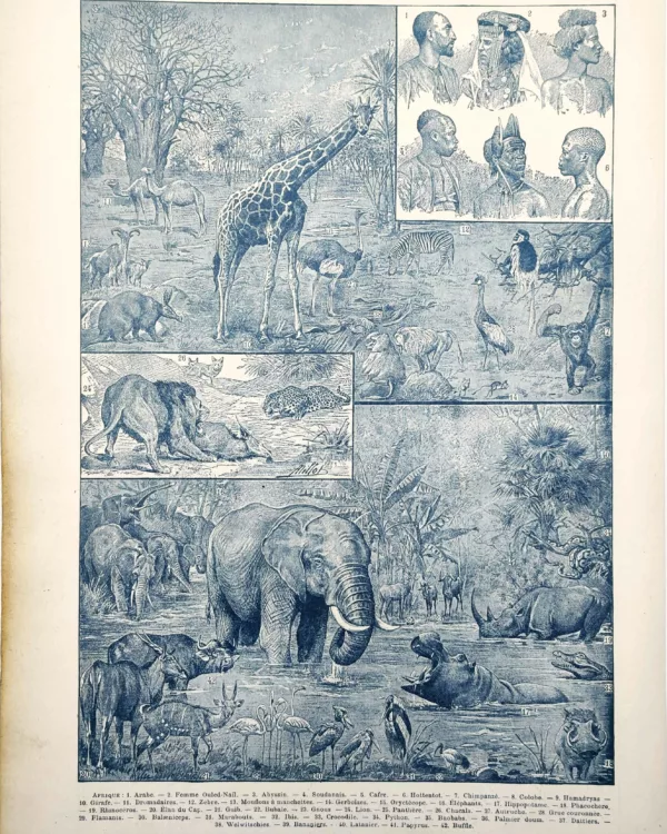 Afrique, peuples et faune sauvage illustrés par Adolphe Millot, planche de 1922