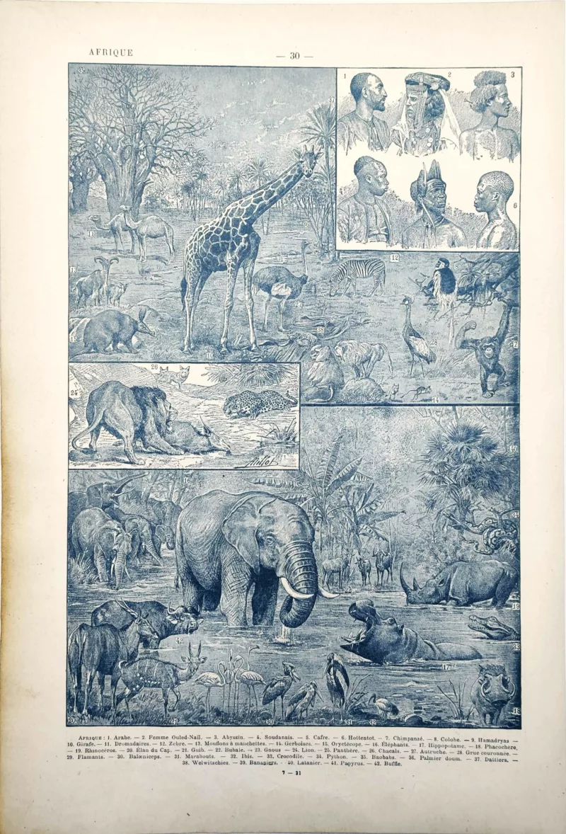 LU11922AFRI-V-afrique Afrique, peuples et faune sauvage illustrés par Adolphe Millot, planche de 1922