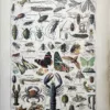 LU11922ARTH-R1-arthropodes Arthropodes, insectes, papillons, crustacés et arachnides, planche en couleurs de 1922