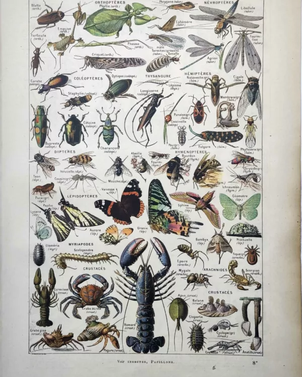 LU11922ARTH-R1-arthropodes Arthropodes, insectes, papillons, crustacés et arachnides, planche en couleurs de 1922