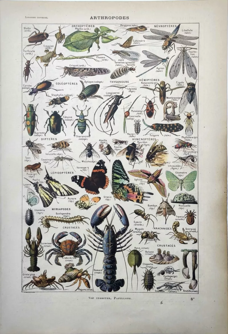 LU11922ARTH-R1-arthropodes Arthropodes, insectes, papillons, crustacés et arachnides, planche en couleurs de 1922