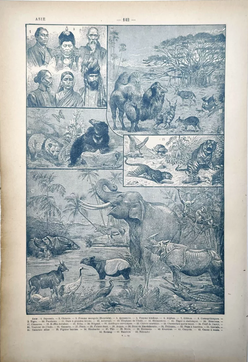 LU11922ASIE-V-asie Asie, populations et faune sauvage, planche encyclopédique de 1922