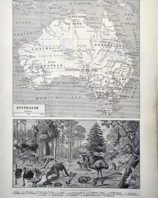 LU11922AUST-R-australie Australie, carte, kangourous, oiseaux et faune du continent, planche de 1922