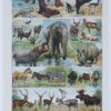 mammiferes-a10 Mammifères exotiques et sauvages, planche zoologique 1930