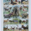 Mammifères exotiques et sauvages, planche zoologique 1930