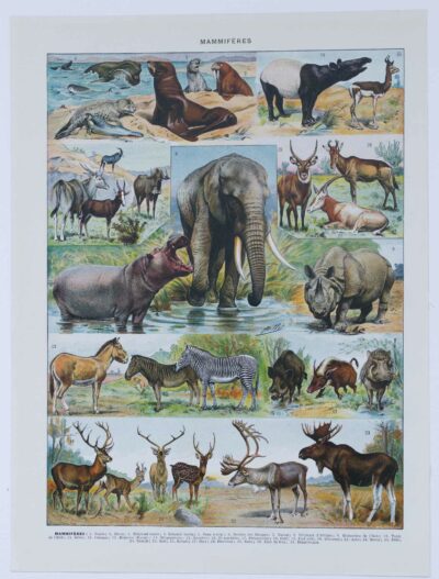 mammiferes-a10 Mammifères exotiques et sauvages, planche zoologique 1930