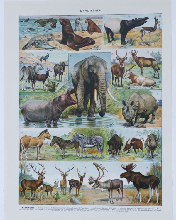 Mammifères exotiques et sauvages, planche zoologique 1930