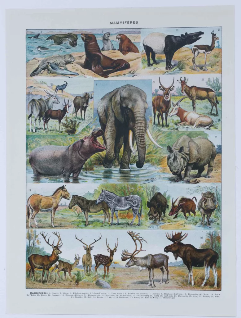 Mammifères exotiques et sauvages, planche zoologique 1930