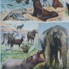 mammiferes-a11 Mammifères exotiques et sauvages, planche zoologique 1930