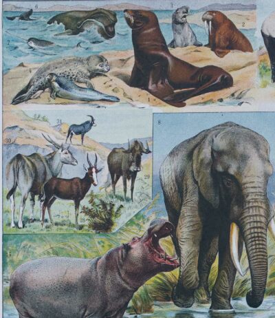 mammiferes-a11 Mammifères exotiques et sauvages, planche zoologique 1930