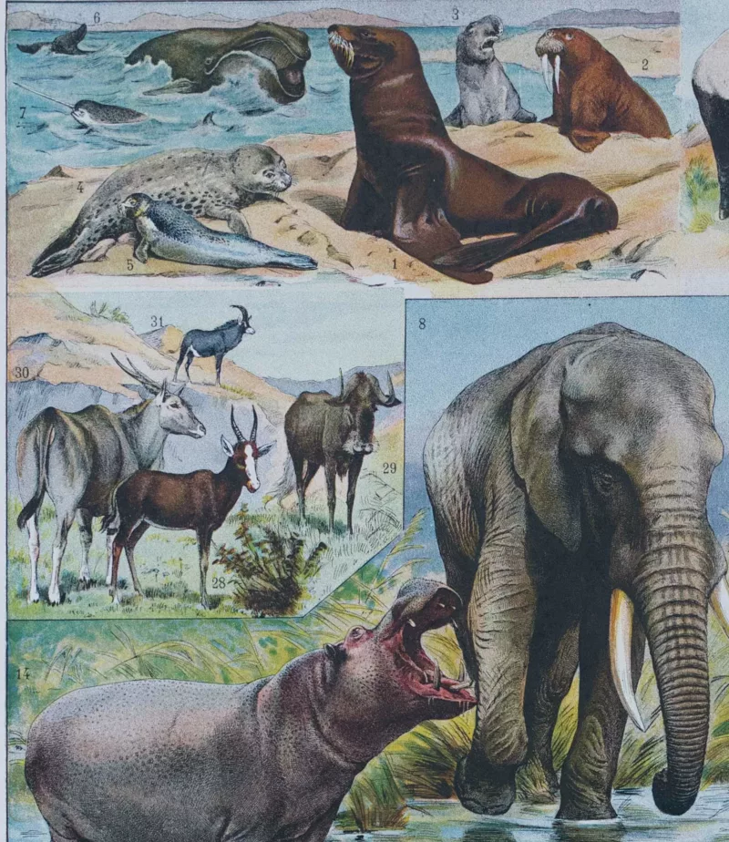 Mammifères exotiques et sauvages, planche zoologique 1930 – planche ancienne entière