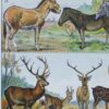 mammiferes-a12 Mammifères exotiques et sauvages, planche zoologique 1930